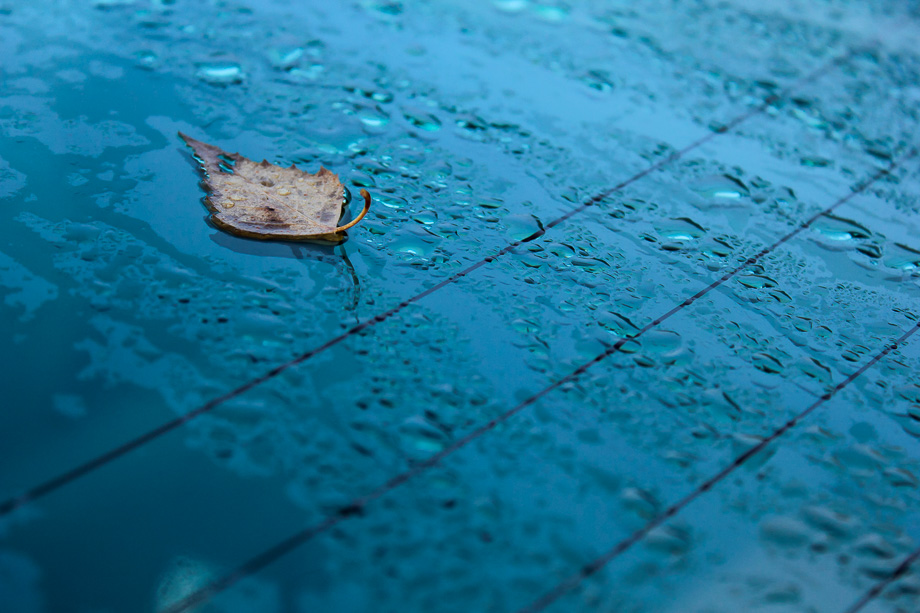 <p style="text-align: center;">Last Leaf - 2010</p>