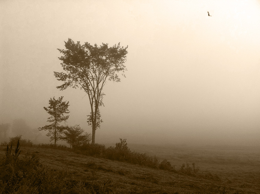 <p style="text-align: center;">Taking Flight - 2011</p>