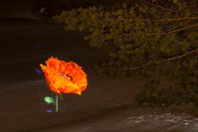 <p style="text-align: center;">Poppy Snow Projection - 2014</p>