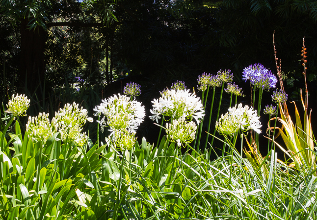 Attention! - Alium stand at attention in the mid-day sun.