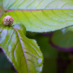Flowers and Weeds – A Day at the San Francisco Botanical Gardens
