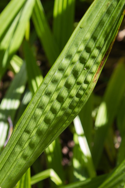 Green Ripple - Patterns of light formed by the ripples of a leaf.