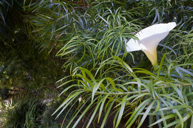 Hiding in Plain Sight - A stately Calla Lily stands among leaves of a tree.