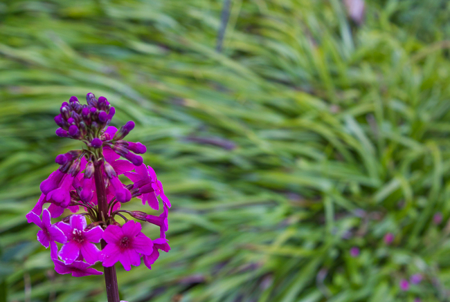 In a Rush - Bent leaves behind magenta flowers create movement and a sense of urgency.