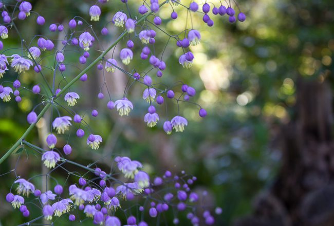 Lighting the Way - Delicate flowers like little lanterns light the way through the dark.