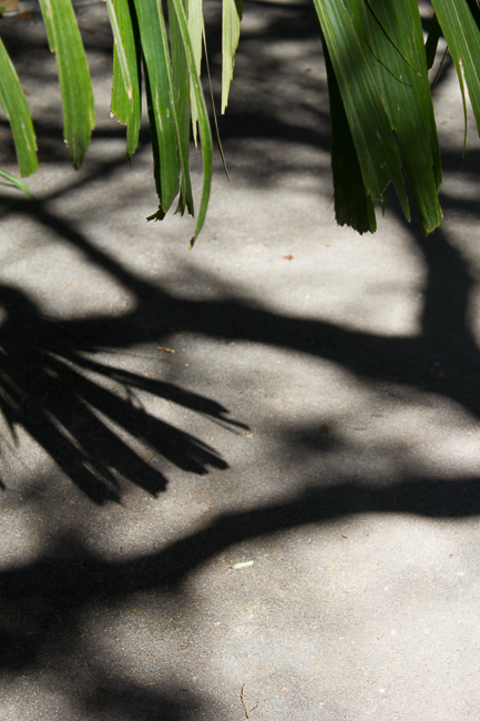 On the Fringe - Shadows and palm leaves at the San Francisco Botanical Gardens.