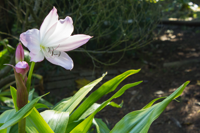 Pointing the Way - The Lily points the way for the leaves to follow, while her children buds wait at her side.