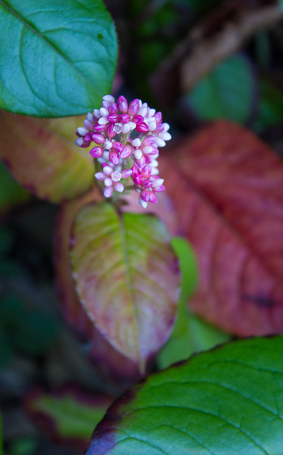 Radiant Hues - The bloom echoes the magenta hues of the leaves below.