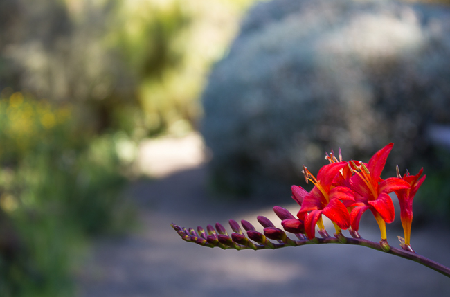 Right This Way - The crocosmia bloom points the way to the sunlit path beyond.