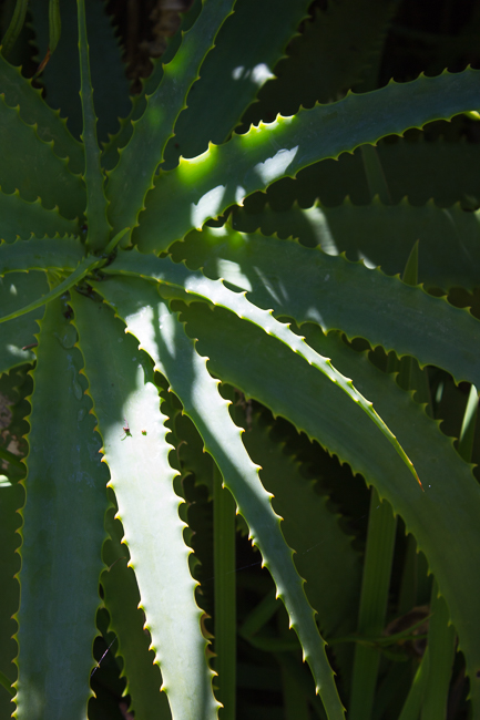 Sawtoothed - The lit blades of this succulent speak of danger lurking in the shadows.
