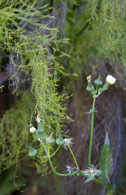 Shall We Dance - The dandelion bows to the take the hand of the wispy willow as if asking for a dance.