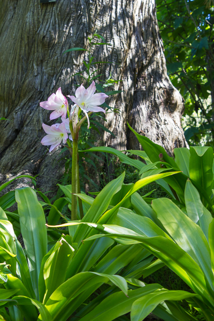 Standing Tall - Lilies stand tall backed by the strong trunk behind them.